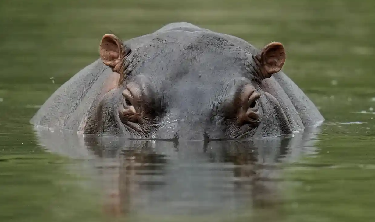 Removal of Pablo Escobar’s Hippos to Cost Colombia $3.5M