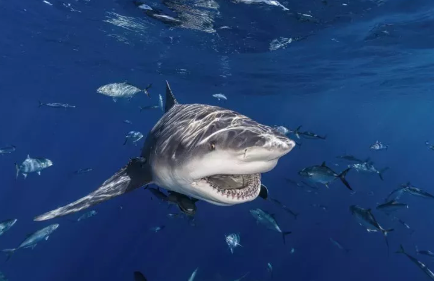 Here’s what the experts are saying about recent shark attacks in Flor …