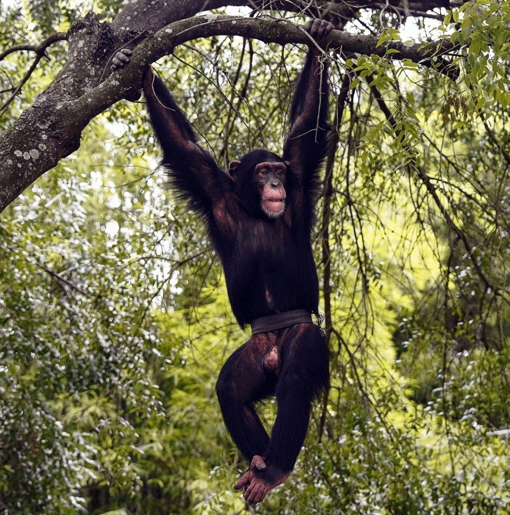 Chimp gets so excited when reunited with couple who raised him