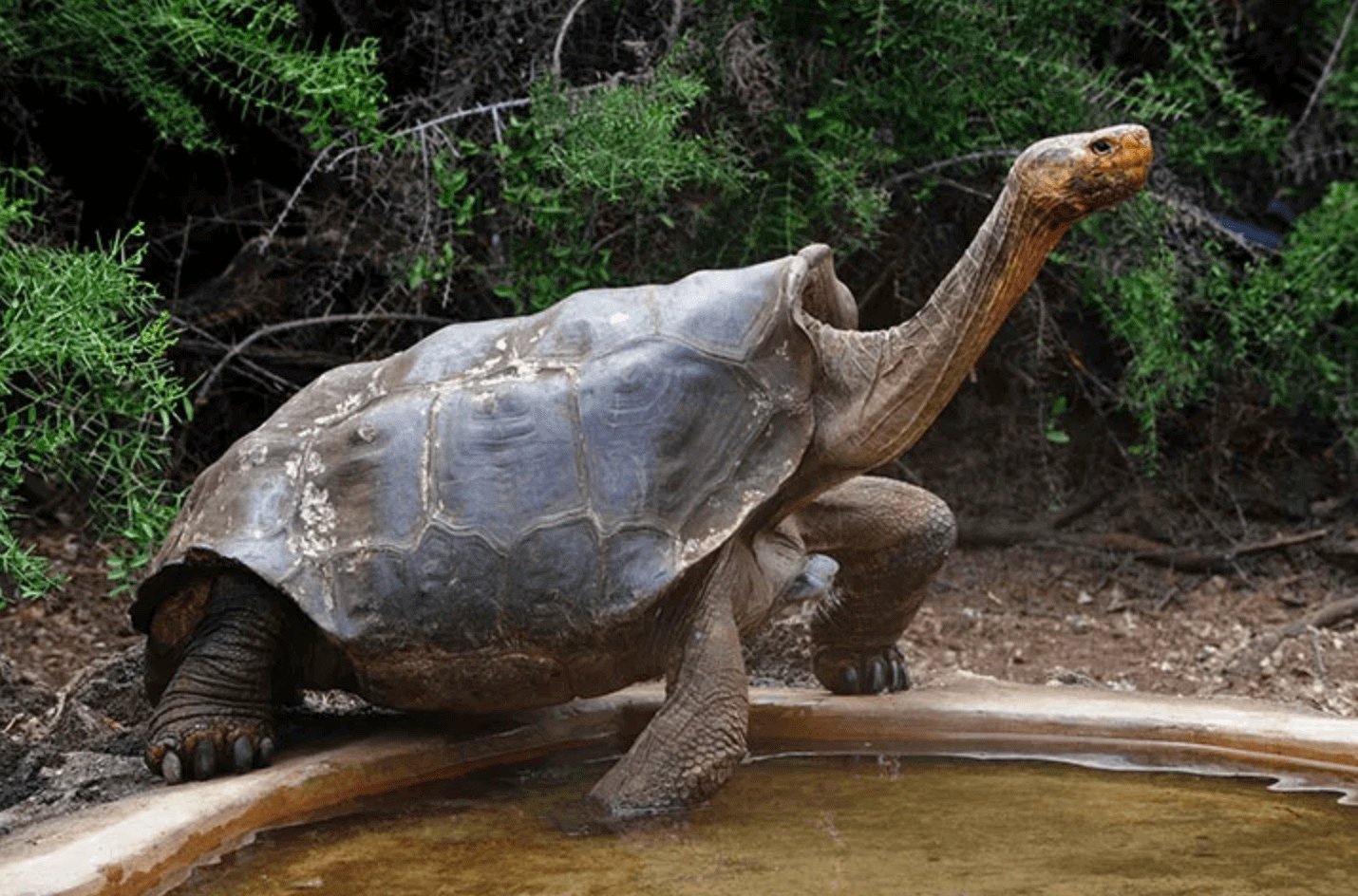 Meet Diego, the 100yr old Galapagos tortoise who saved his species