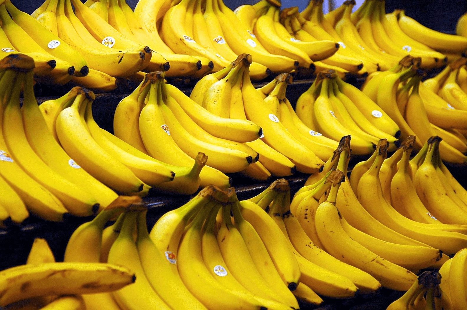 Going bananas in Ecuador