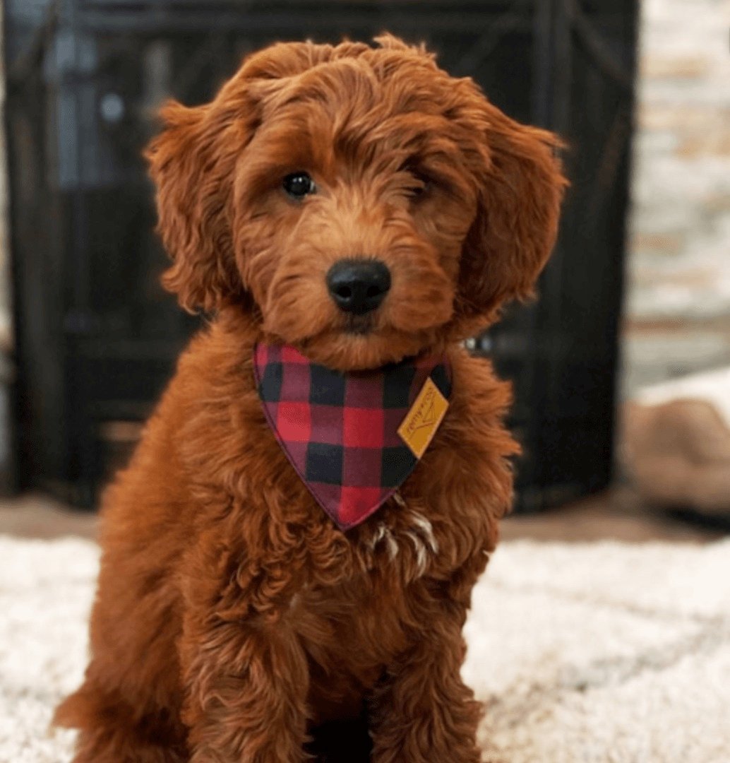 The pet insurance market in South America to see considerable growth by 203 …