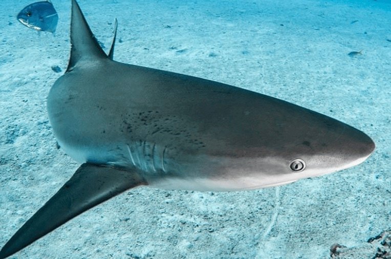 Shark attacked Canadian tourist as she tried to take its picture in Turks a …