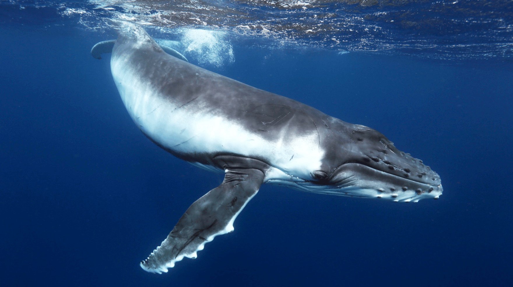 A humpback whale briefly swallows kayaker in Chilean Patagonia