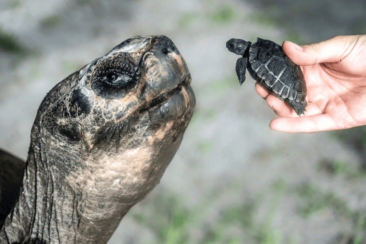 135-Year-Old Goliath Becomes a Dad: Zoo Miami Celebrates Record-Breaking Ga …